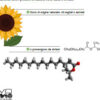 OLIO PER CIRCUITI PNEUMATICI